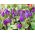 Tulipa Baby Blue - Tulip Baby Blue - 5 bulbs