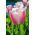 Tulipa Beau Monde - Tulip Beau Monde - 5 bulbs