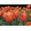 Tulipa hnědý cukr - Tulipán hnědý cukr - 5 květinové cibule - Tulipa Brown Sugar