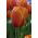 Tulipa hnědý cukr - Tulipán hnědý cukr - 5 květinové cibule - Tulipa Brown Sugar