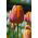 Tulipa hnědý cukr - Tulipán hnědý cukr - 5 květinové cibule - Tulipa Brown Sugar