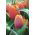 Tulipa hnědý cukr - Tulipán hnědý cukr - 5 květinové cibule - Tulipa Brown Sugar