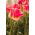 Tulipa Candy Corner - Tulip Candy Corner - 5 bulbs