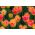 Tulipa Candy Corner - Tulip Candy Corner - 5 bulbs