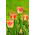 Tulipa Candy Corner - Tulip Candy Corner - 5 bulbs