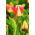 Tulipa Candy Corner - Tulip Candy Corner - 5 bulbs
