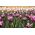 Tulipa Songbook - Lale Şarkı Kitabı - 5 Ampüller - Tulipa Chansonette