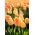 Tulipano Daydream - pacchetto di 5 pezzi - Tulipa Daydream