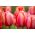 Tulipán Dragon King - csomag 5 darab - Tulipa Dragon King