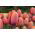 Tulipán Dragon King - csomag 5 darab - Tulipa Dragon King
