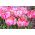 Tulipa Elsenburg - Tulip Elsenburg - 5 kvetinové cibule