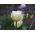 Tulpansläktet Exotic Emperor - paket med 5 stycken - Tulipa Exotic Emperor