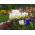 Tulpansläktet Exotic Emperor - paket med 5 stycken - Tulipa Exotic Emperor