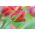 Tulipa Eye Catcher - Tulip Eye Catcher - 5 bulbs