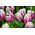 Tulipa Flaming Club - paquete de 5 piezas