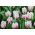 Cờ hoa hồng rực rỡ - Cờ hoa hồng rực rỡ - 5 củ giống - Tulipa Flaming Flag