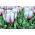 Cờ hoa hồng rực rỡ - Cờ hoa hồng rực rỡ - 5 củ giống - Tulipa Flaming Flag