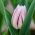 Cờ hoa hồng rực rỡ - Cờ hoa hồng rực rỡ - 5 củ giống - Tulipa Flaming Flag