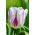 Cờ hoa hồng rực rỡ - Cờ hoa hồng rực rỡ - 5 củ giống - Tulipa Flaming Flag