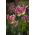 Tulipa Florosa - Tulip Florosa - 5 bulbs