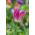 Tulipa Florosa - Tulip Florosa - 5 bulbs