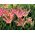 Tulipa Florosa - Tulip Florosa - 5 bulbs