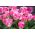 Tulipan Innuendo - pakke med 5 stk - Tulipa Innuendo