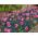 Tulipan Innuendo - pakke med 5 stk - Tulipa Innuendo