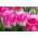 Tulipan Innuendo - pakke med 5 stk - Tulipa Innuendo