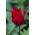 Tulipan Lasting Love - pakke med 5 stk - Tulipa Lasting Love