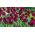 Tulipan Lasting Love - pakke med 5 stk - Tulipa Lasting Love