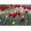 Tulipan Lasting Love - pakke med 5 stk - Tulipa Lasting Love