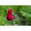 Tulipan Lasting Love - pakke med 5 stk - Tulipa Lasting Love