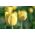 Tulipa Lemon Giant - Tulip Lemon Giant - 5 bulbs