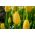 Tulipa Lemon Giant - Tulip Lemon Giant - 5 bulbs