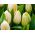 Tulipa Lemon Giant - Tulip Lemon Giant - 5 bulbs
