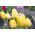 Tulipa Lemon Giant - Tulip Lemon Giant - 5 bulbs