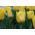 Tulipa Lemon Giant - Tulip Lemon Giant - 5 bulbs