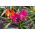 Tulpansläktet Little Beauty - paket med 5 stycken - Tulipa Little Beauty
