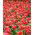 Tulipa Miami Sunset - Tulip Miami Sunset - 5 bulbs