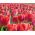 Tulipa Miami Sunset - Tulip Miami Sunset - 5 bulbs