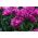 Tulipa Negrita Double - Tulip Negrita Double - 5 bulbs