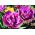 Tulipa Negrita Double - Tulip Negrita Double - 5 bulbs