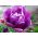 Tulipa Negrita Double - Tulip Negrita Double - 5 bulbs