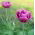 Tulipa Negrita Double - Tulip Negrita Double - 5 bulbs