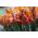 Tulipa Prinses Irene Parrot - Tulip Prinses Irene Parrot - 5 bulbs