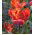 Tulipa Prinses Irene Parrot - Tulip Prinses Irene Parrot - 5 bulbs