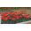 Tulipa Prinses Irene Parrot - Tulip Prinses Irene Parrot - 5 bulbs