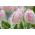 Tulpansläktet Rejoyce - paket med 5 stycken - Tulipa Rejoyce