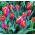 Tulipa Slawa - Tulip Slawa - 5 bulbs